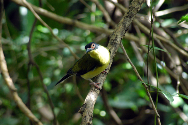 Figbird (male)