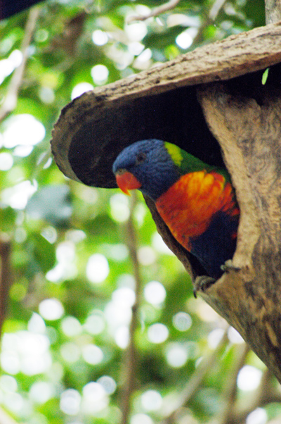 Rainbow Lorikeet in a birdhouse, Rain Forest Habitat