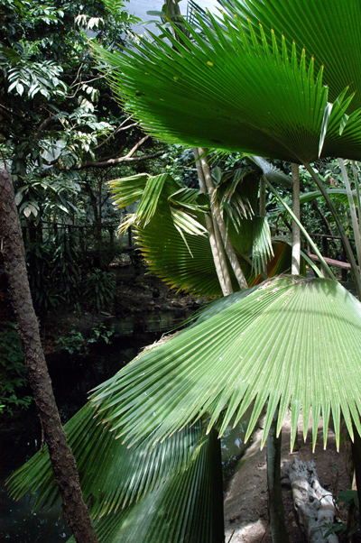 Rain Forest Habitat, Port Douglas