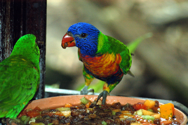 Rainbow Lorikeet on a fruit plate, Rain Forest Habitat