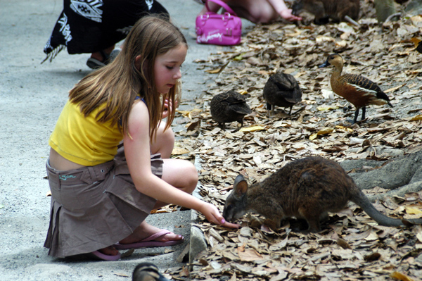 Girl feeding a swamp wallaby, Rain Forest Habitat, Port Douglas