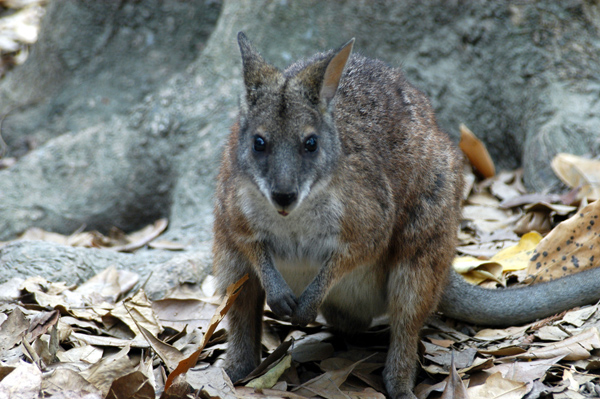 Wallaby, Rain Forest Habitat, Port Douglas