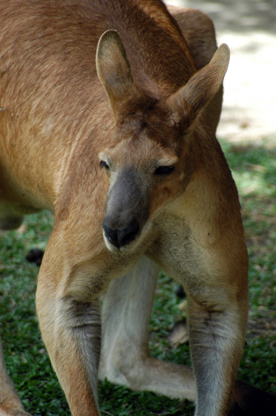 Kangaroo closeup