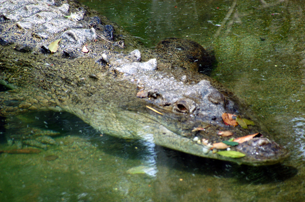 Saltwater Crocodile, Rain Forest Habitat, Port Douglas