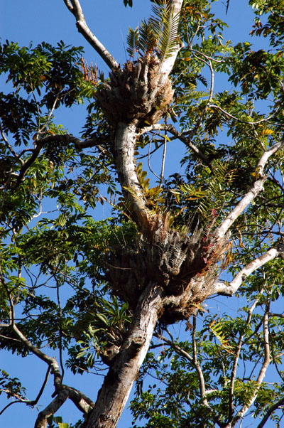 Daintree National Park