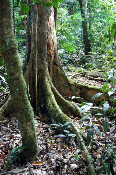 Daintree National Park