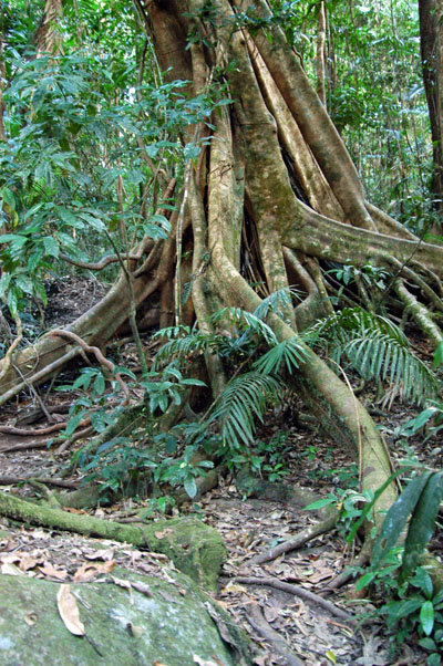 Daintree National Park