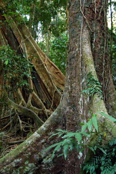 Daintree National Park