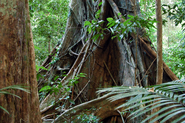 Daintree National Park