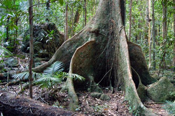 Daintree National Park, Mossman Gorge Section