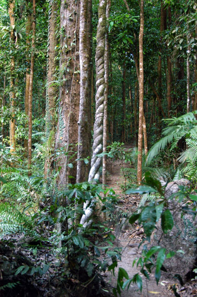 Daintree National Park