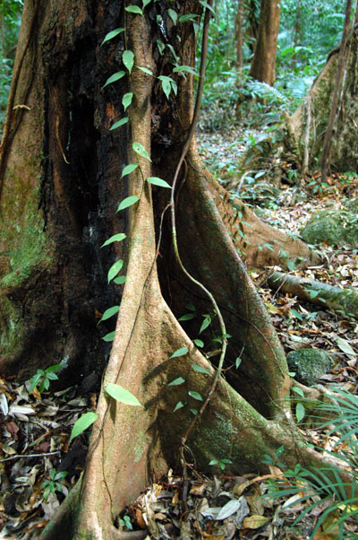 Daintree National Park