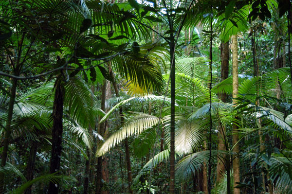 Ferns in the rainforest undergrowth, Daintree National Park