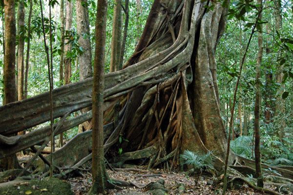Outstretched roots, Daintree