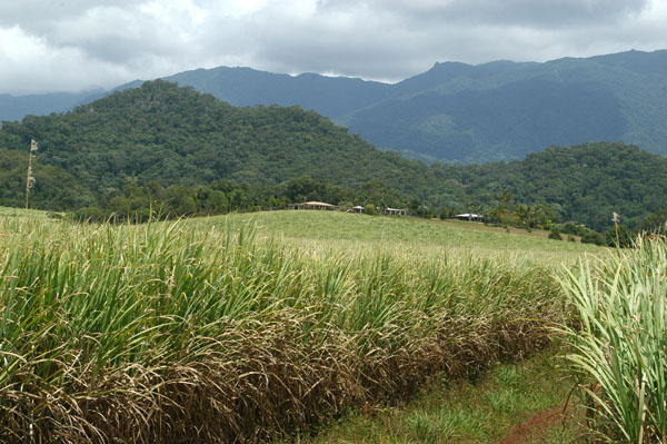 Sugar cane fields near Mossman