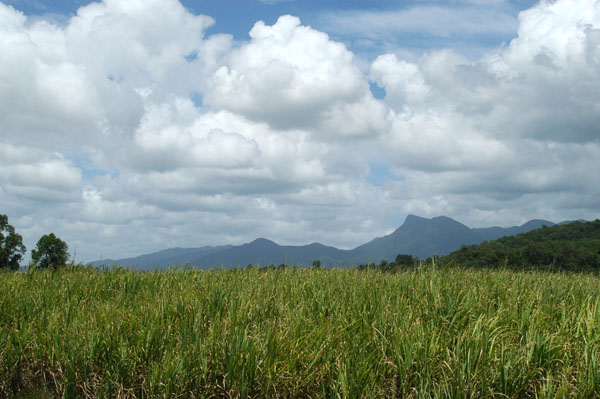 Sugar cane fields near Mossman