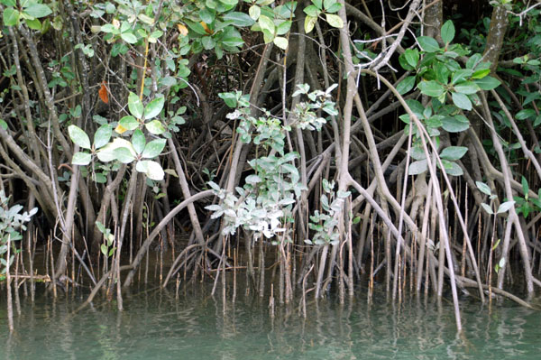 Mangroves along the Daintree River