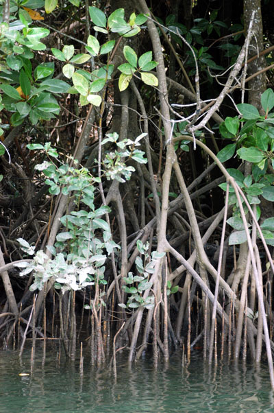 Mangroves along the Daintree River