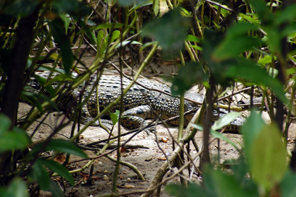Salt water crocodile resting along the shores of the Daintree River