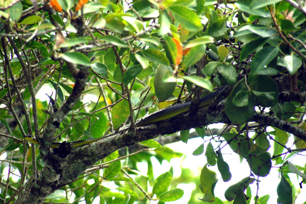 Green Tree Snake spotted by the Solar Whisper guide