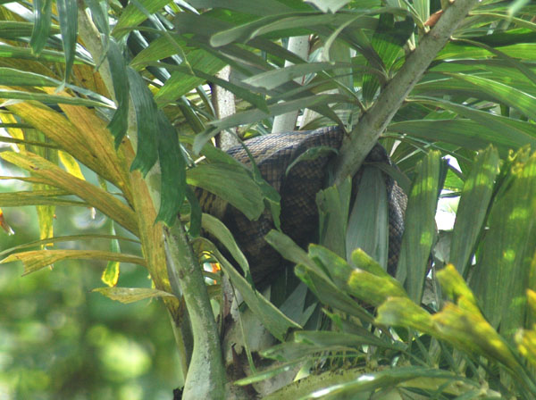 Python curled up in a palm tree