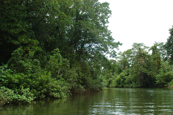 Daintree River