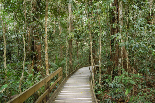 Jundalba loop boardwalk, Daintree National Park