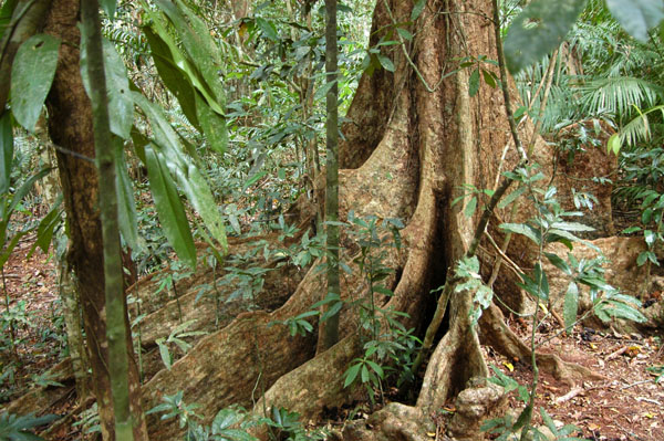 Jundalba loop boardwalk, Daintree National Park