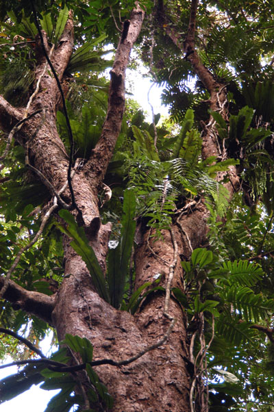 Daintree National Park