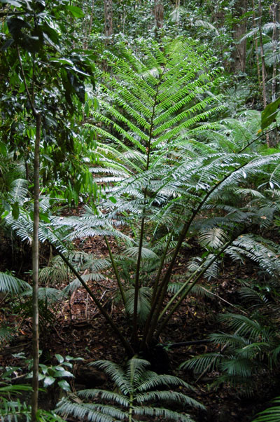 Ferns, Daintree National Park