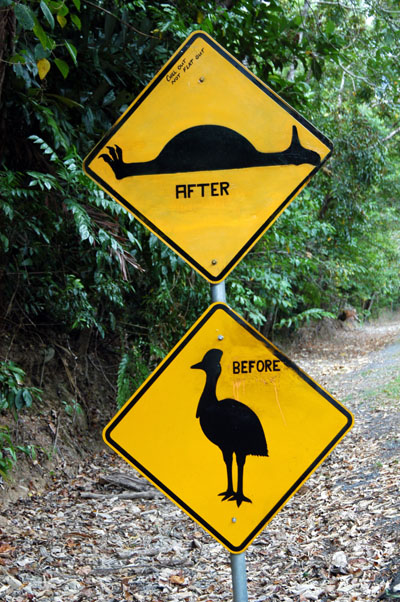 Cassowary crossing...Before and After