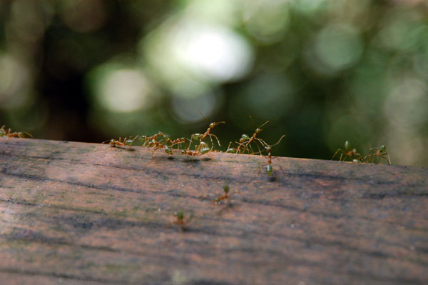 Green ants, Barron Falls