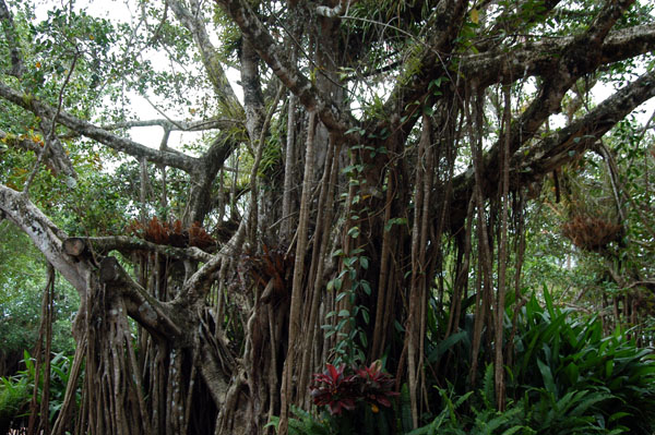 Rain Forest tree, Kuranda