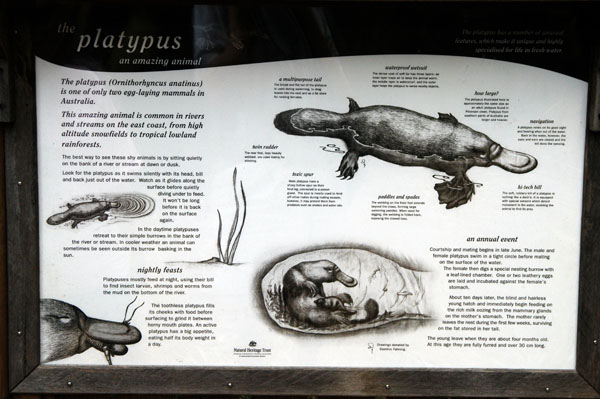 Platypus habitat