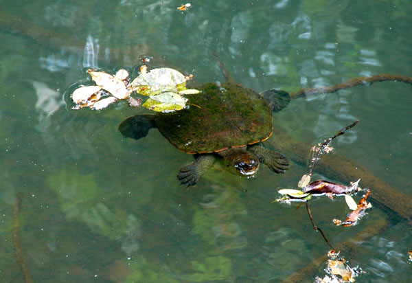 Turtle, Malanda