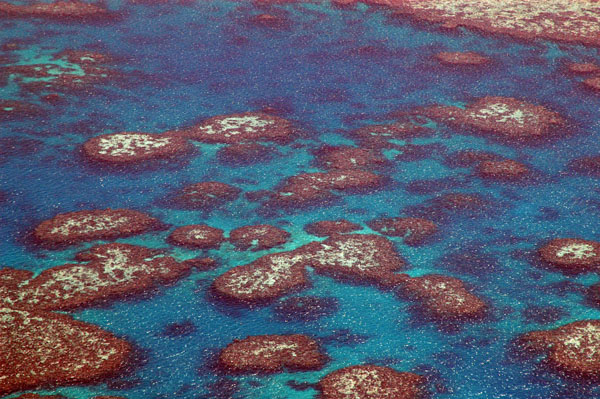 Bommies, Great Barrier Reef