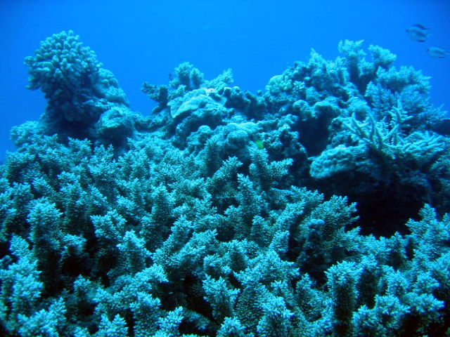 PortDouglasDive 014.JPG