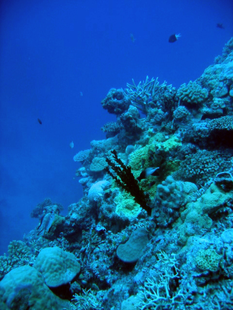 PortDouglasDive 015.JPG