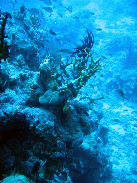 PortDouglasDive 017.JPG