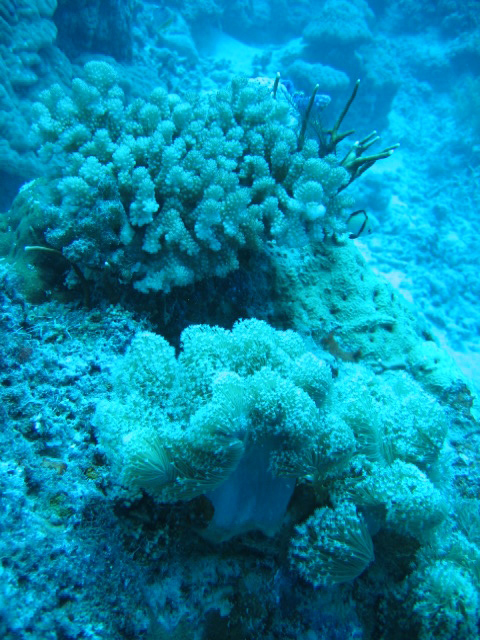 PortDouglasDive 022.JPG