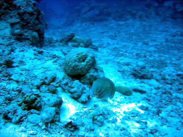 PortDouglasDive 025.JPG