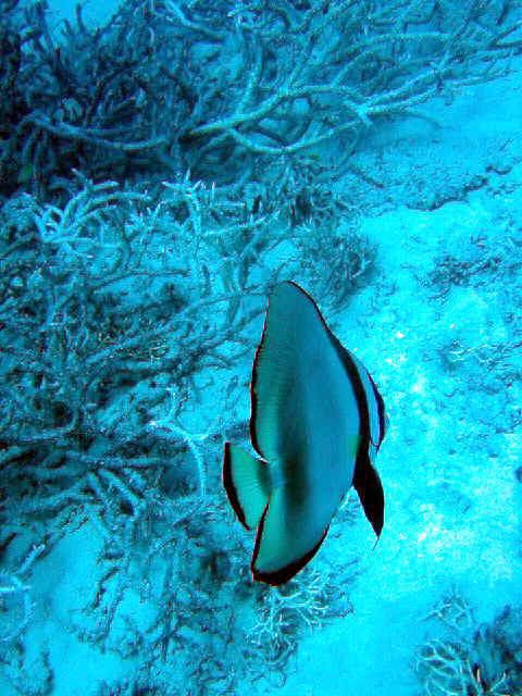 PortDouglasDive 033.JPG