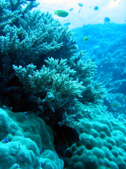 PortDouglasDive 035.JPG