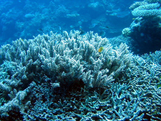 PortDouglasDive 043.JPG