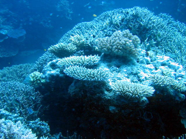 PortDouglasDive 044.JPG