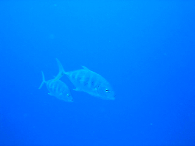 PortDouglasDive 050.JPG