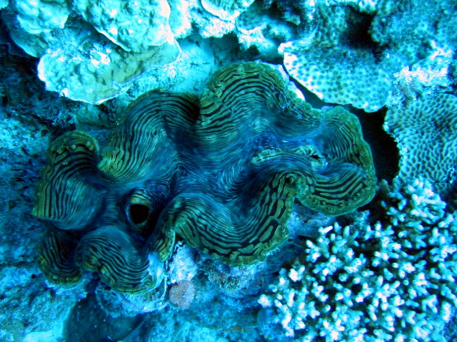 PortDouglasDive 052.JPG