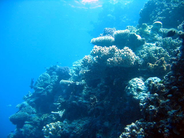 PortDouglasDive 071.JPG