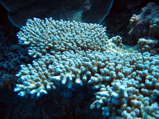 PortDouglasDive 074.JPG