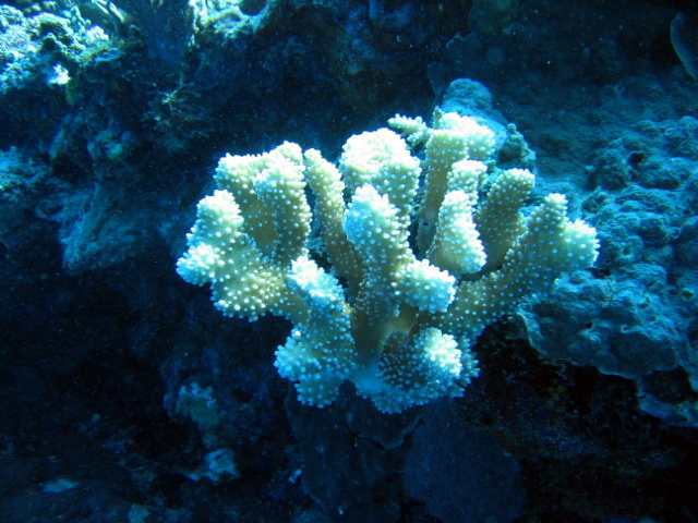 PortDouglasDive 075.JPG